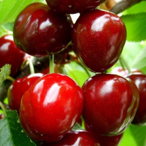 Cherries Burlat Kg. 1