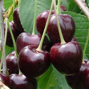 Cherries Durone Kg. 1